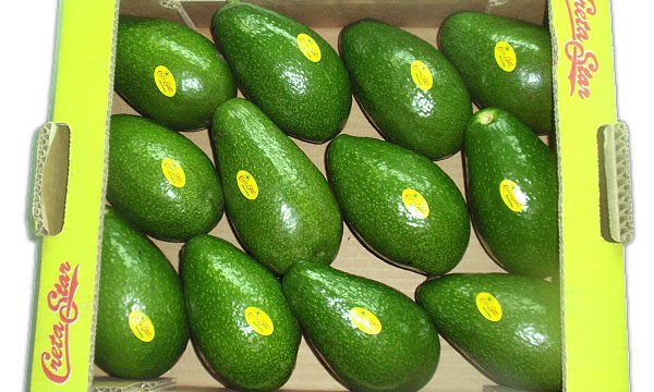 αβοκάντο ζουτάνο αβοκάντο ζουτάνο